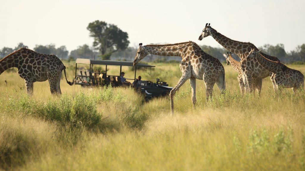 safari au Botswana