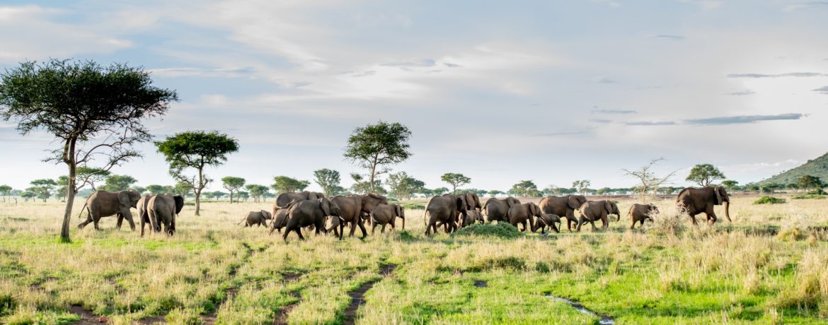 Safari de luxe Tanzanie