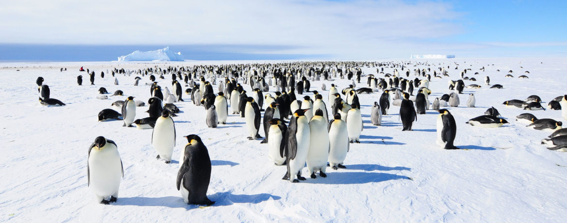 voyage de luxe en Antarctique