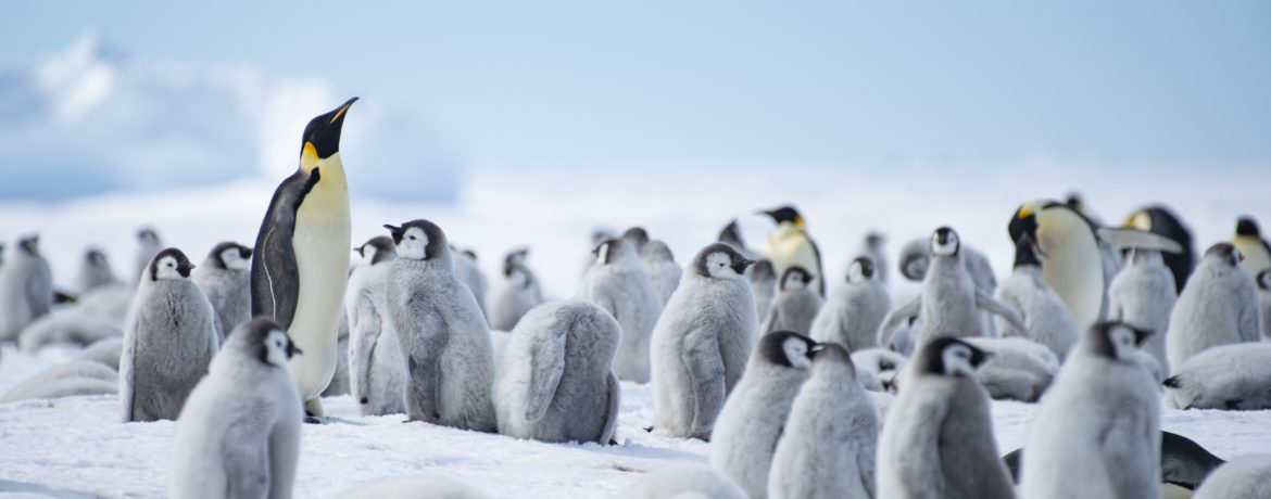 voyage de luxe en Antarctique