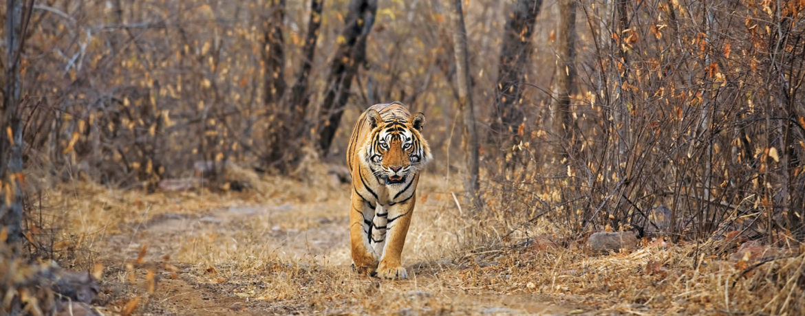 safari d'observation des tigres