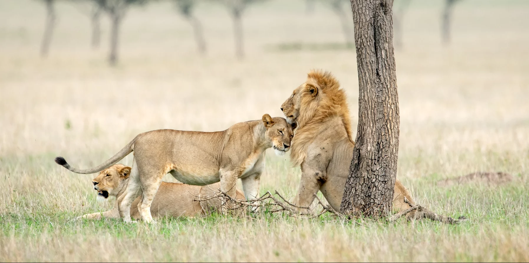 voyage de luxe en Tanzanie