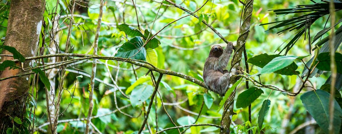 Safari de luxe au Costa Rica