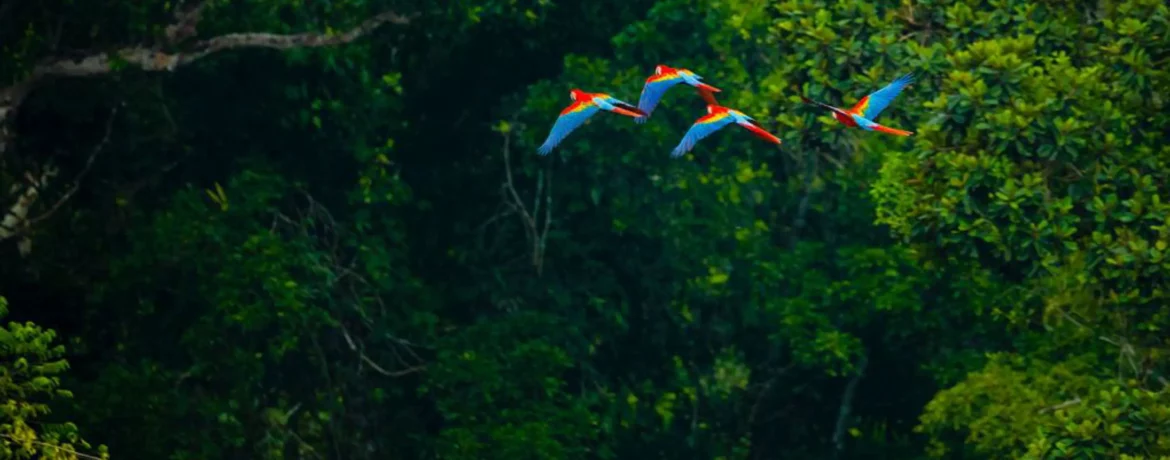 Voyage de luxe en Amazonie