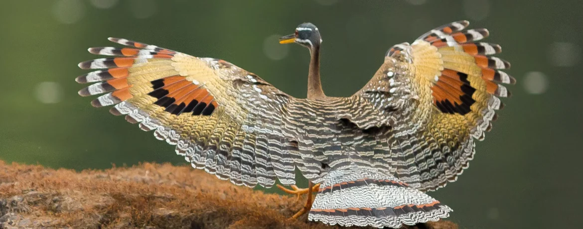 voyage de luxe en Amazonie