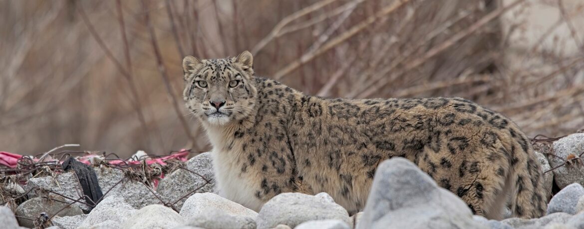 safari panthères des neiges