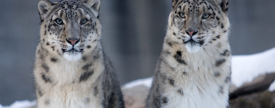 safari panthères des neiges